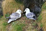 Northern Fulmar